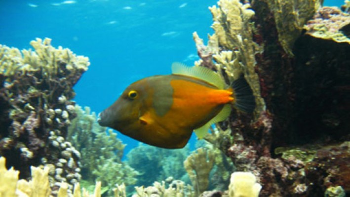Filefishes (38)_1473